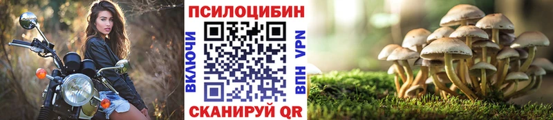 Купить  Верея  Галлюциногенные грибы Psilocybine cubensis 